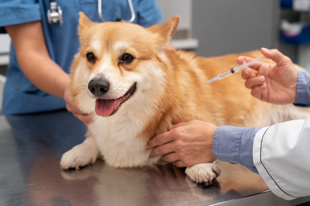 Vacinao de Pets: Guia Completo para a Sade do Seu Animal de Estimao